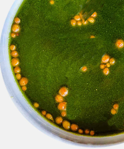 Fresh Pani Puri Pani 500 Gm